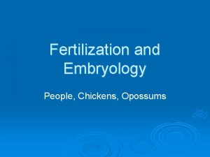 Fertilization and Embryology People Chickens Opossums The Ovary