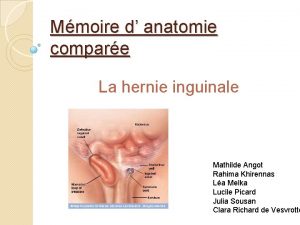 Anatomie de la region inguinale