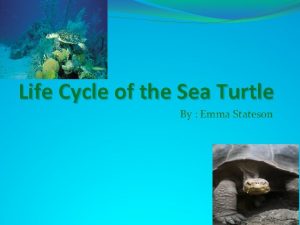 Life cycle of a hawksbill sea turtle