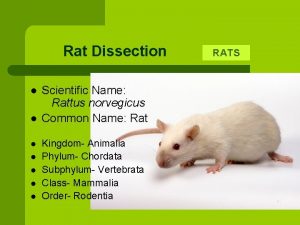 Male rat anatomy