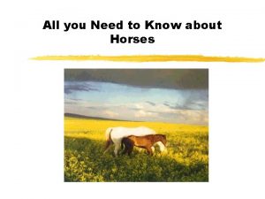 All you Need to Know about Horses Overview