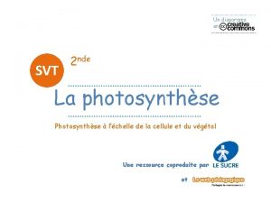 Photosynthèse