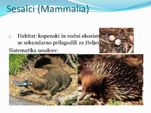 Sesalci Mammalia Habitat kopenski in vodni ekosistemi sesalci