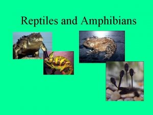 Reptiles and Amphibians Reptiles There are 6 800