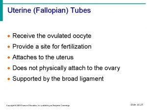 Uterine Fallopian Tubes Receive the ovulated oocyte Provide