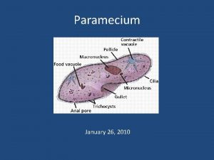 Paramecium January 26 2010 What is paramecium Paramecium