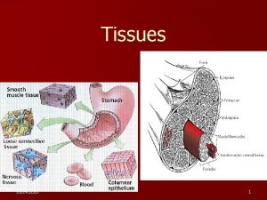 Tissues 10242020 1 Cells Tissues Organ systems Organisms