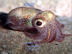 Squid integumentary system