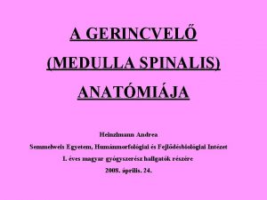 A GERINCVEL MEDULLA SPINALIS ANATMIJA Heinzlmann Andrea Semmelweis