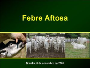 Febre Aftosa Braslia 8 de novembro de 2005