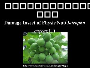 Damage Insect of Physic NutJatropha curcas L http