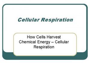 Cellular Respiration How Cells Harvest Chemical Energy Cellular