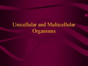 Unicellular and Multicellular Organisms Unicellular Organisms Most are