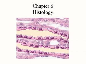 Chapter 6 Histology What is Histology is the