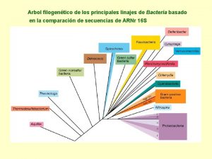 Bacterias quimioorganotrofas
