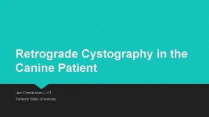 Retrograde Cystography in the Canine Patient Jaci Christensen