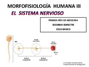 MORFOFISIOLOGA HUMANA III EL SISTEMA NERVIOSO PRIMER AO