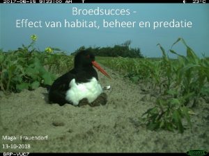 Broedsucces Effect van habitat beheer en predatie Magali