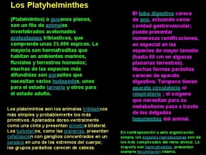 Los Platyhelminthes Platelmintos o gusanos planos son un