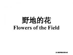 Flowers of the field