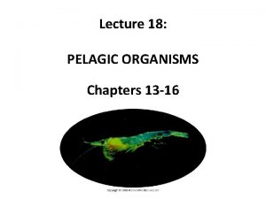 Lecture 18 PELAGIC ORGANISMS Chapters 13 16 HOW