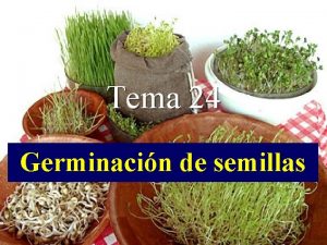 Tema 24 Germinacin de semillas Objetivo Comprender los