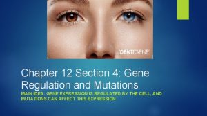 Chapter 12 section 4: gene regulation and mutations Chapter 12 section 4: gene regulation and mutations