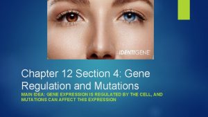 Chapter 12 section 4 gene regulation and mutations