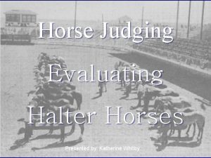 Horse judging reasons