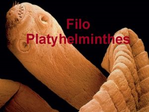 Filo Platyhelminthes Caractersticas gerais 2 O termo platelminto