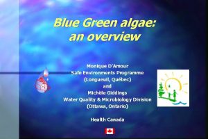 Blue green algea alberta