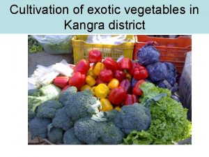 Cultivation of exotic vegetables in Kangra district Red