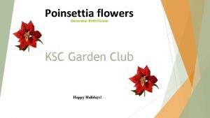 Poinsettia flowers December Birth Flower KSC Garden Club