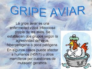 La gripe aviar es una enfermedad vrica infecciosa