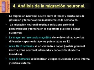 4 Anlisis de la migracin neuronal La migracin