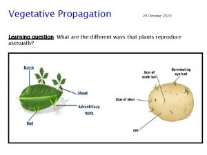 Examples of vegetative propagation