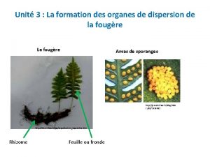 Unit 3 La formation des organes de dispersion