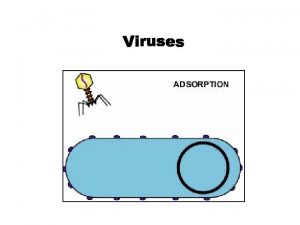 What is a Virus Virus A biological particle