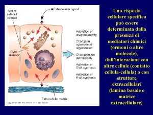 Una risposta cellulare specifica pu essere determinata dalla