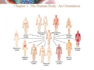 Oblique section anatomy