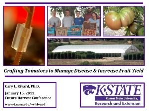 Grafting Tomatoes to Manage Disease Increase Fruit Yield