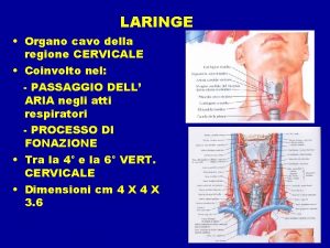 LARINGE Organo cavo della regione CERVICALE Coinvolto nel