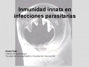 Inmunidad innata en infecciones parasitarias Alvaro Daz Ctedra