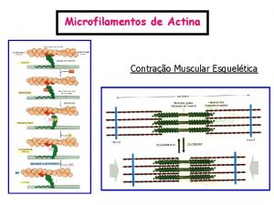 Microfilamentos de Actina Contrao Muscular Esqueltica Drogas Antitumorais