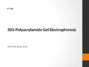 4 th Lab SDSPolyacrylamide Gel Electrophoresis BCH 462