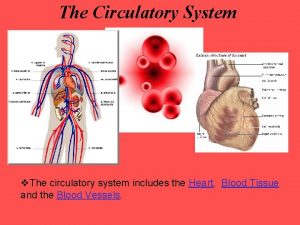 The Circulatory System v The circulatory system includes