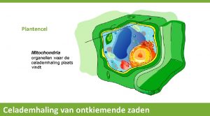 Organellen plantencel