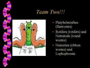 Team Two Platyhelminthes flatworms w Rotifera rotifers and