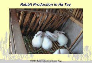 Rabbit Production in Ha Tay VGRRC Rabbit production