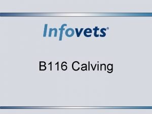 B 116 Calving Stage 1 Labor q q